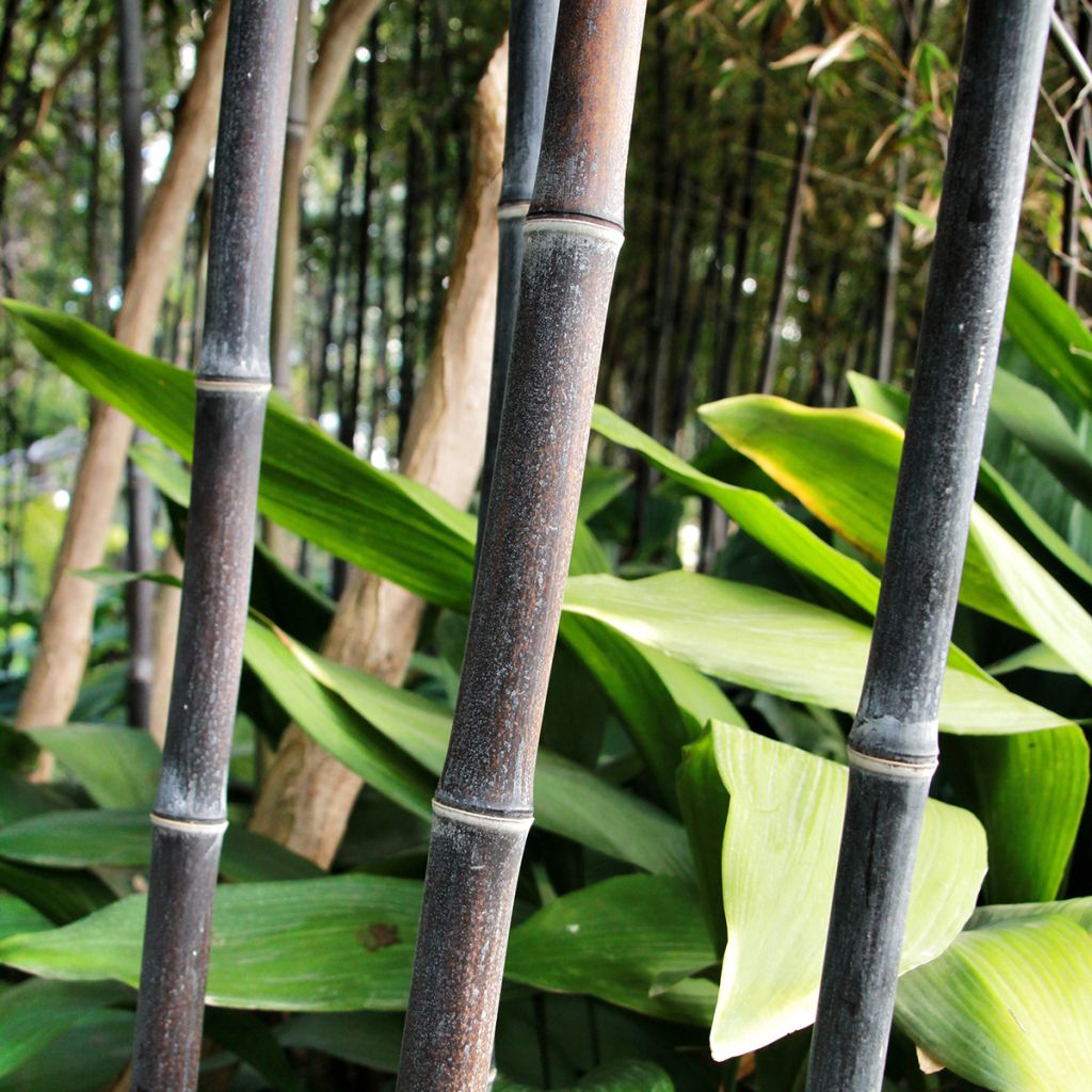 Phyllostachys nigra - Bambú negro