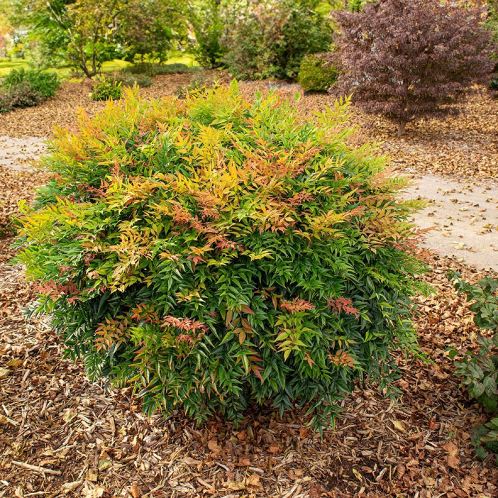 Nandina domestica Sunrise - Bambú sagrado