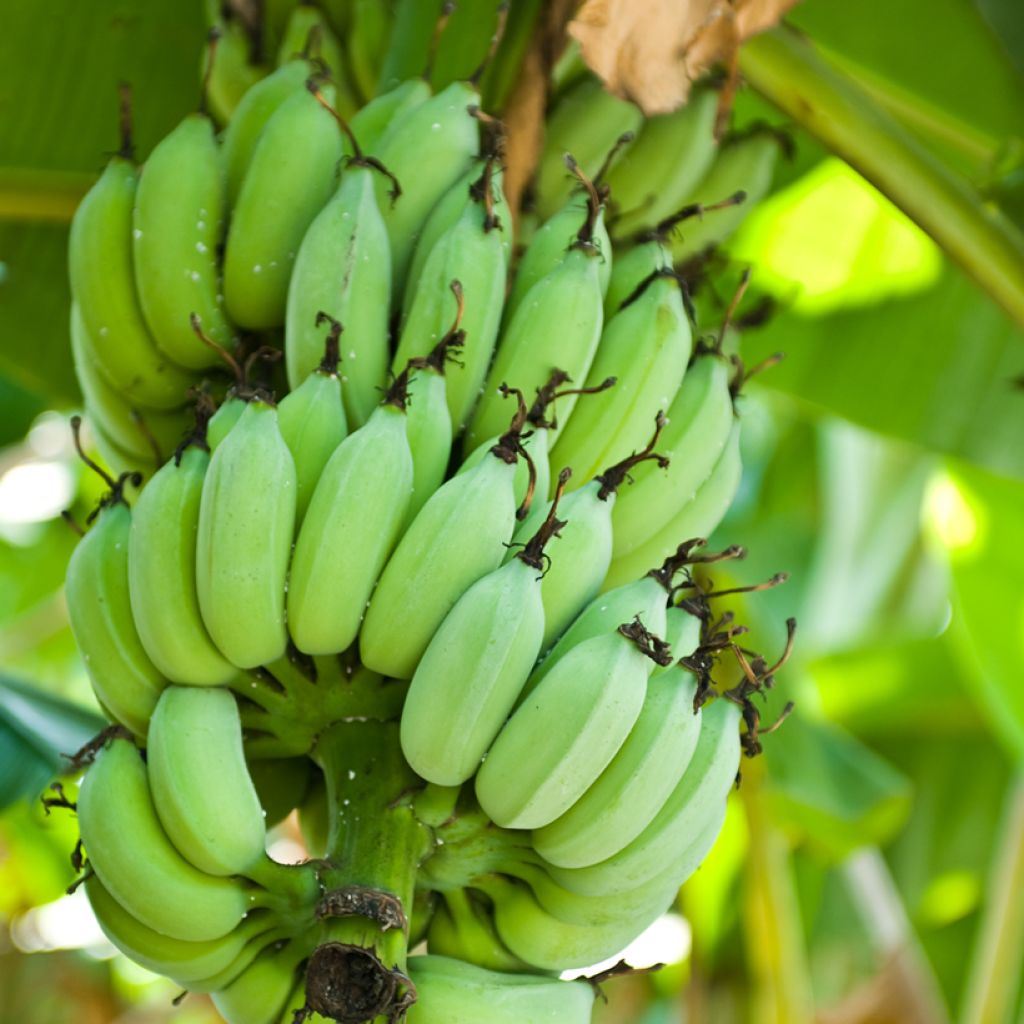 Musa Himalayensis Speciosa - Platanero