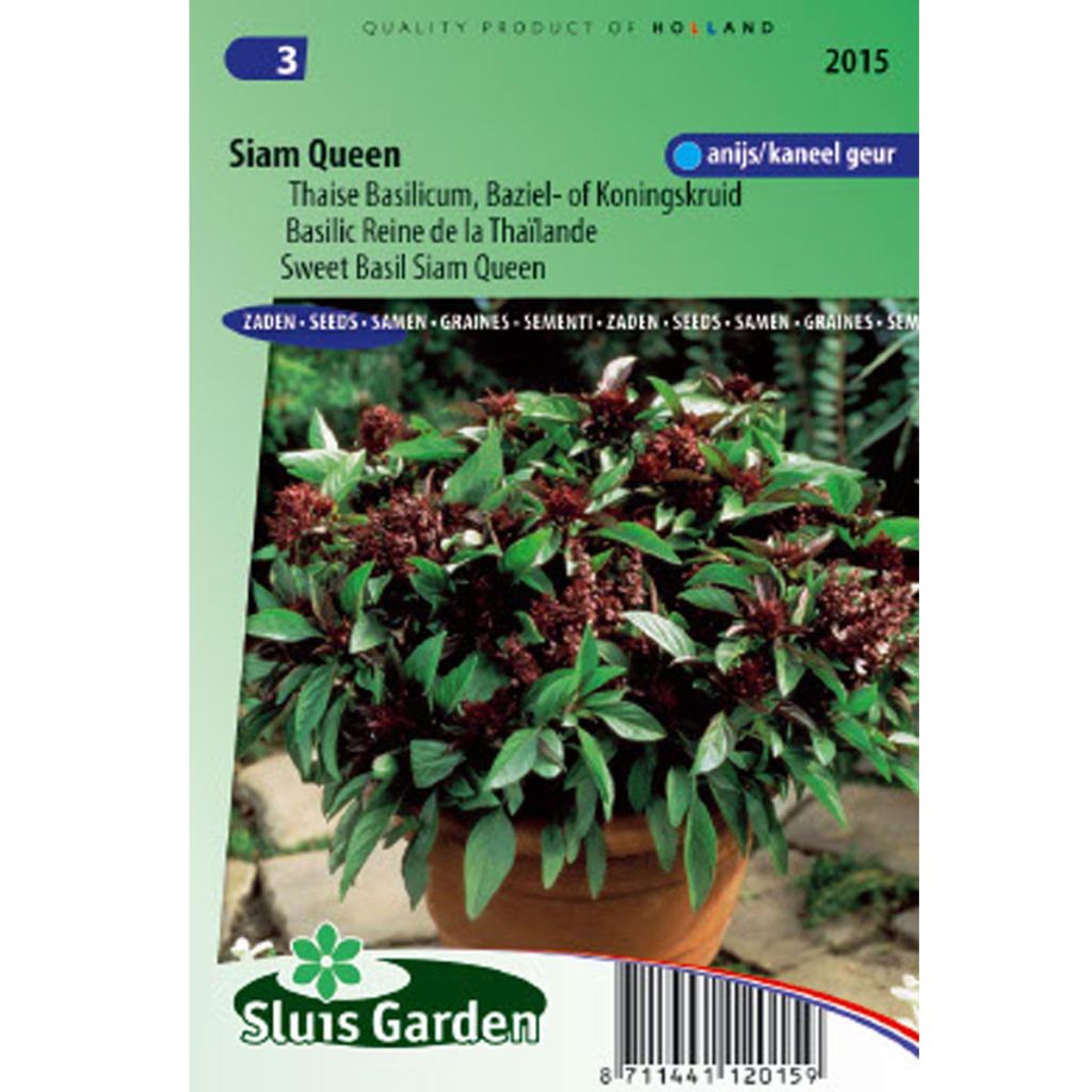Albahaca Siam Queen