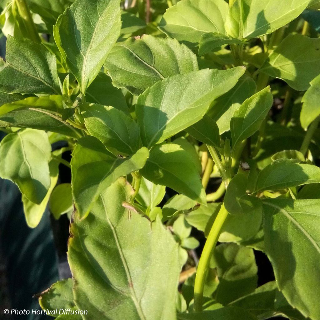 Albahaca Selloi