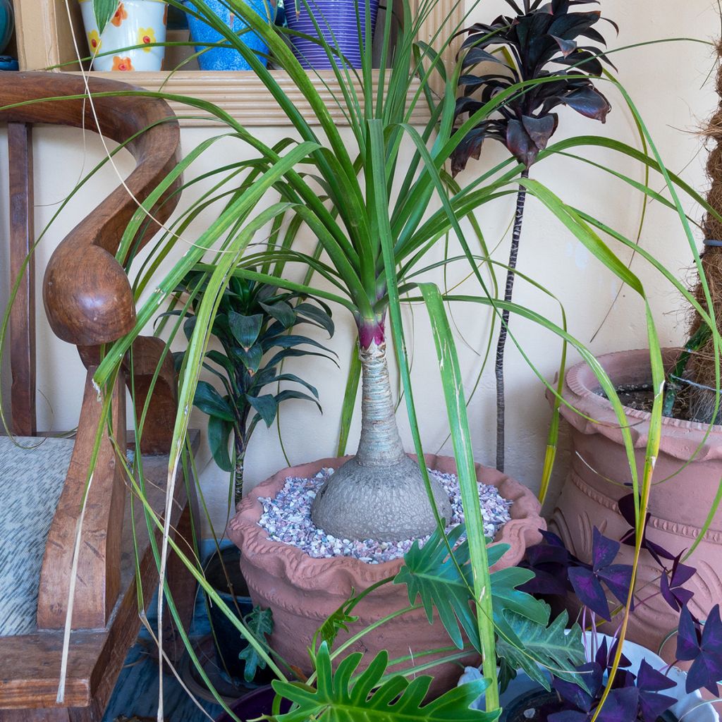 Beaucarnea recurvata - Nolina
