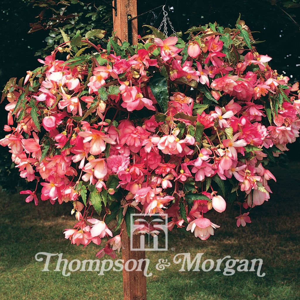 Begonia Chanson Pink & White Bicolour F1 Hybrid