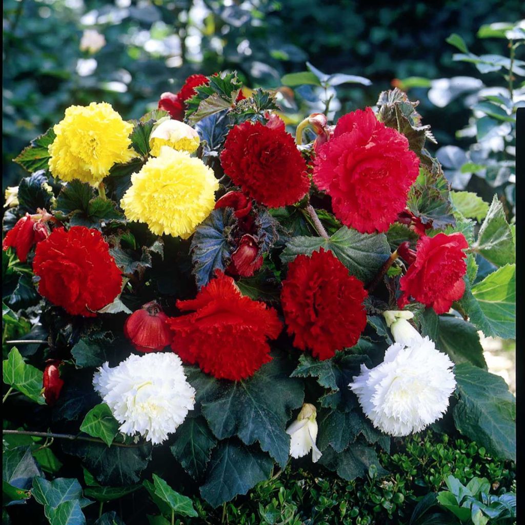Begonia Fimbriata mix 6 colores