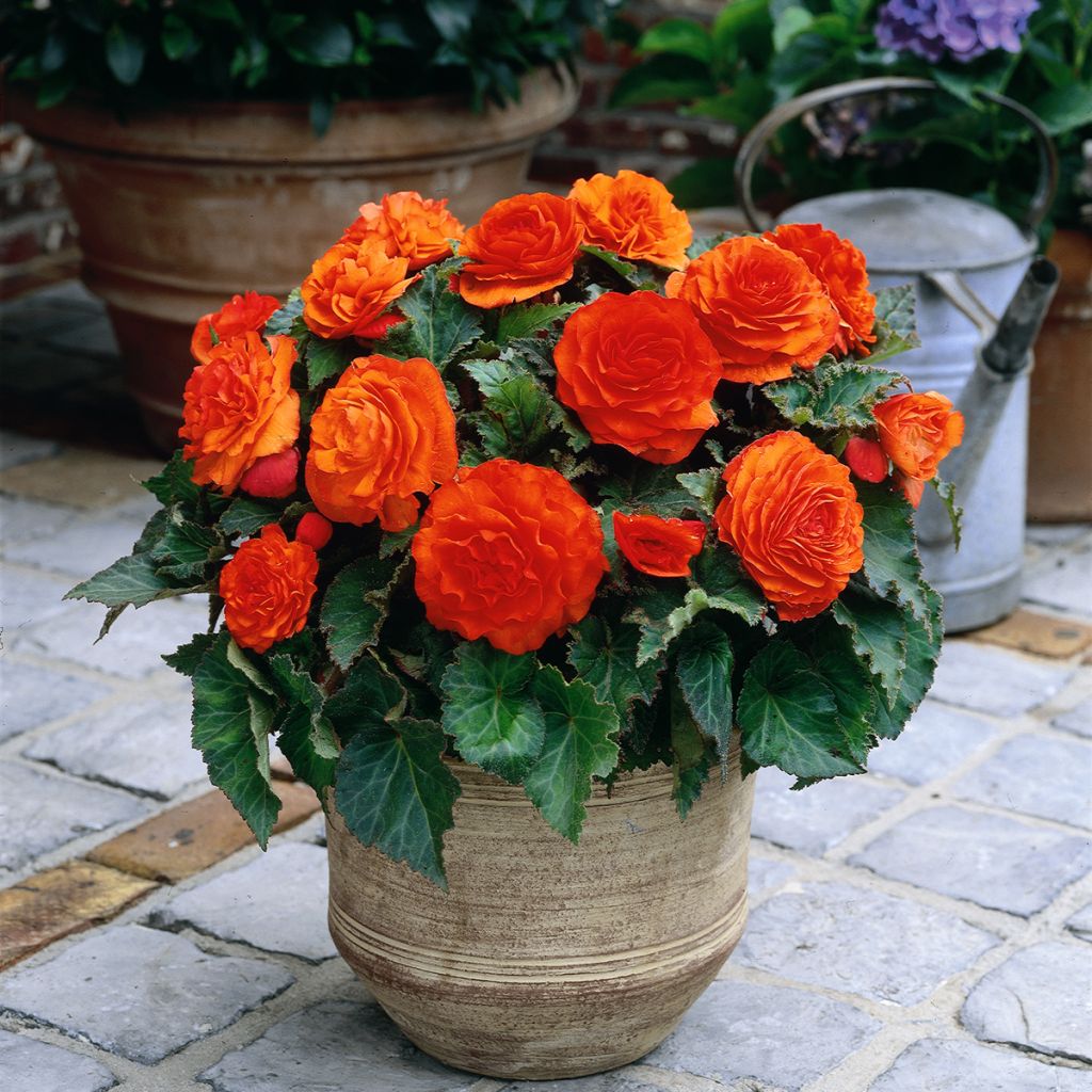 Begonia Non Stop Goldorange