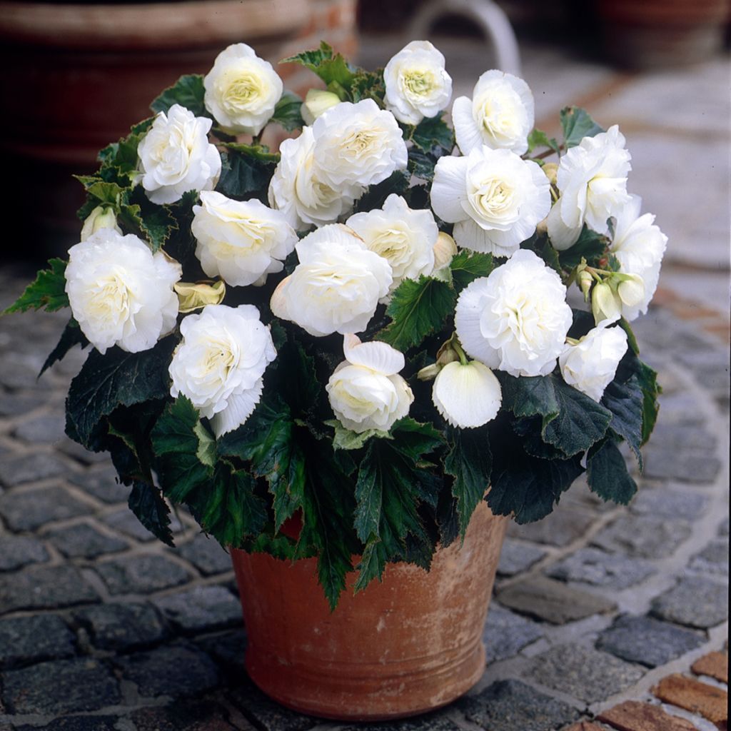 Begonia Non Stop White