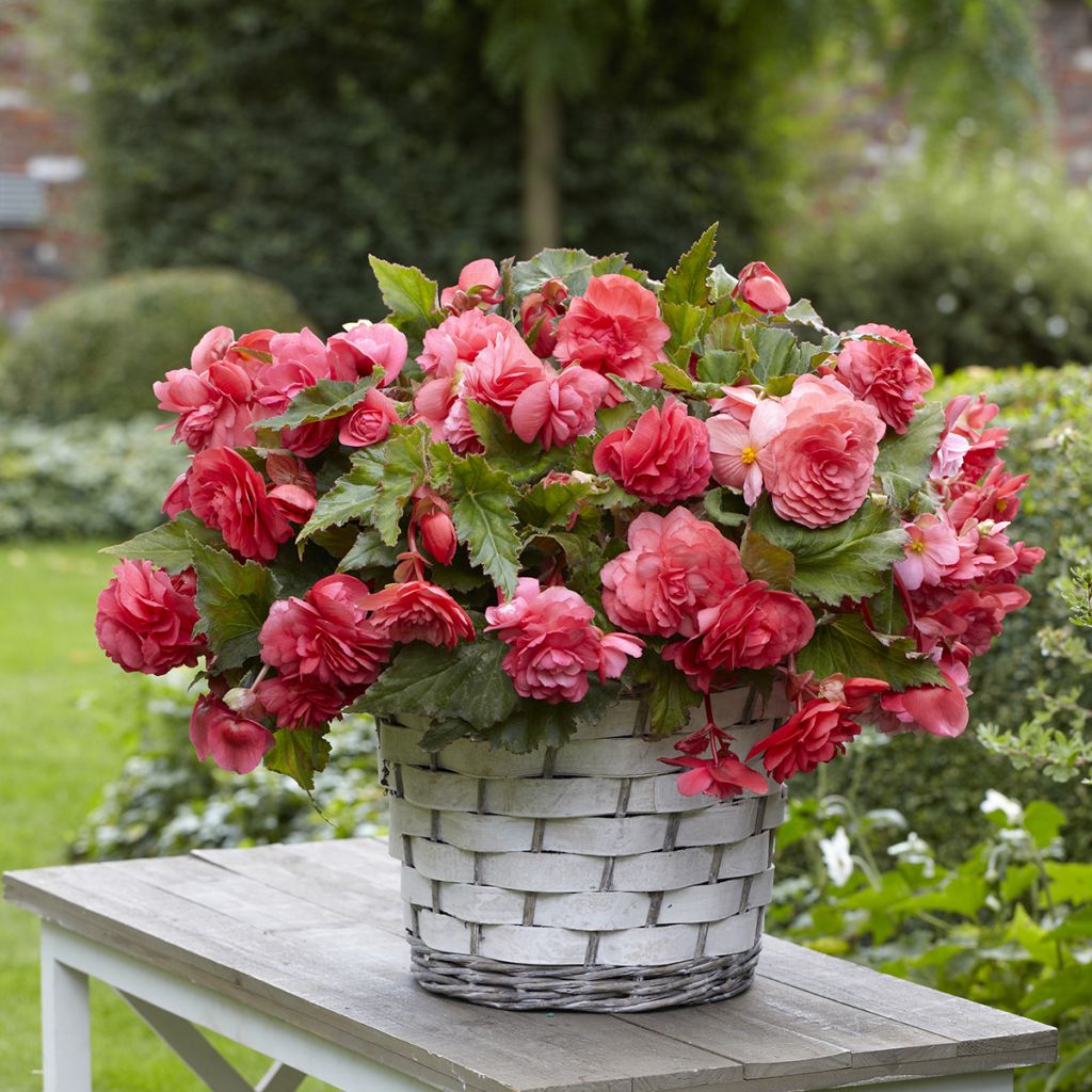 Begonia odorat Pink Delight