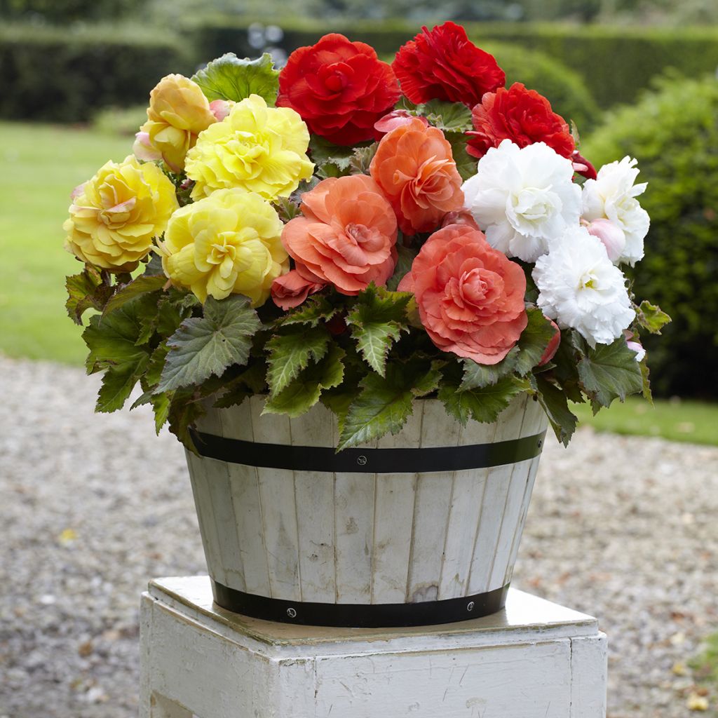 Begonia Superba mix 5 colores