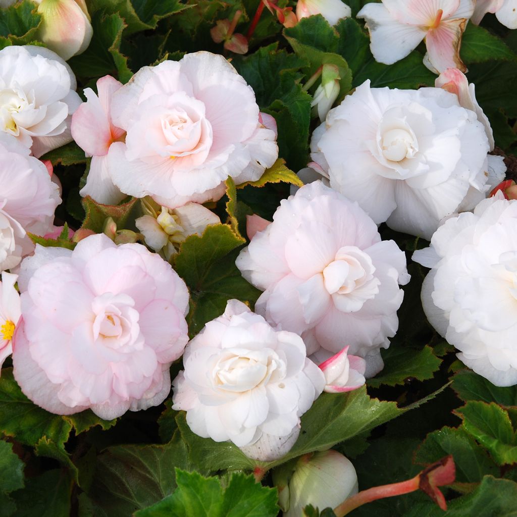 Begonia Superba White
