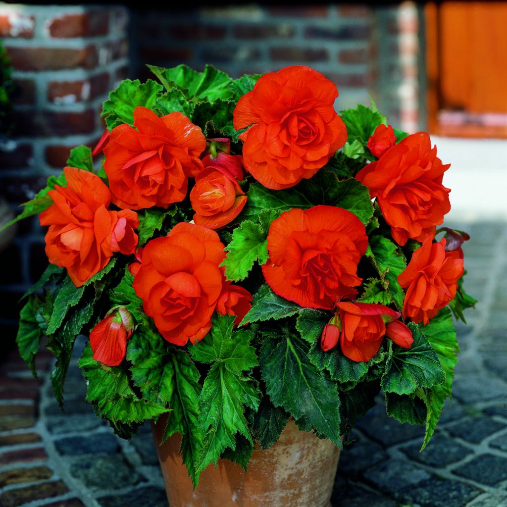 Begonia doble Copper  - Begonia grandiflora