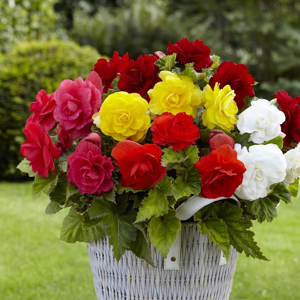 Begonia grandiflora Mix 8 colores