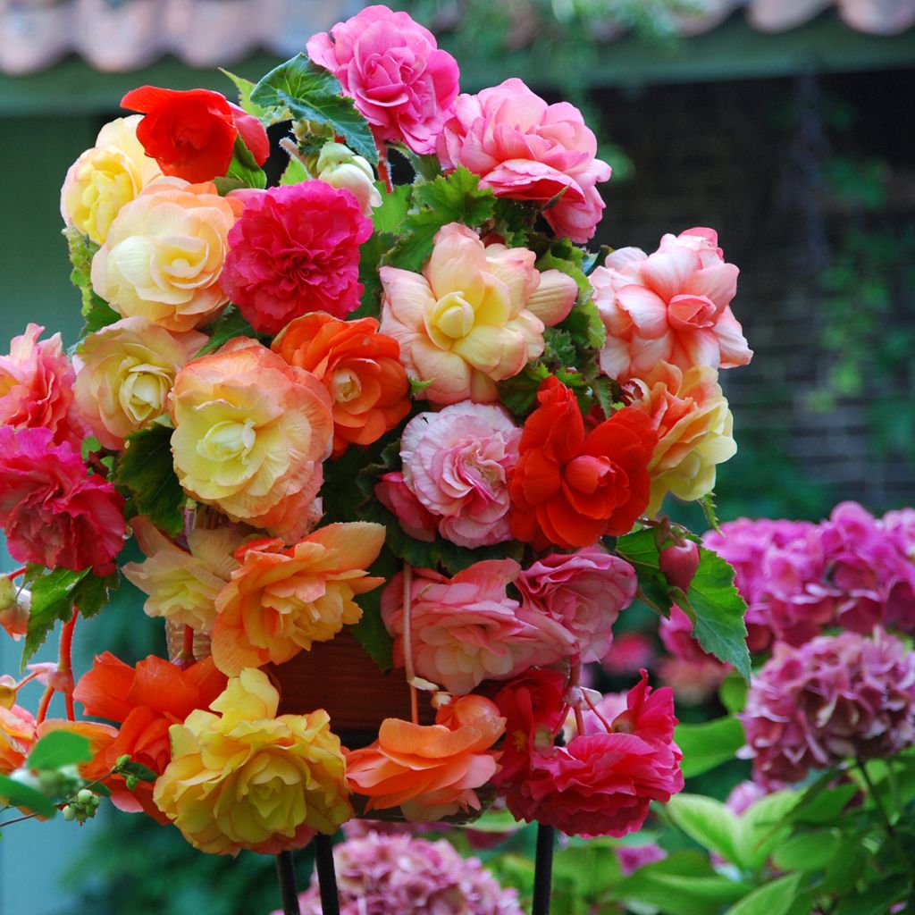 Begonia pendula Splendide mix 3 colores