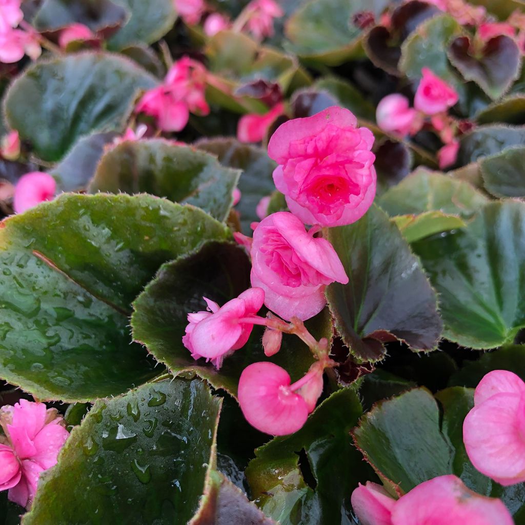 Begonia Siempre-florida Doublet Rose