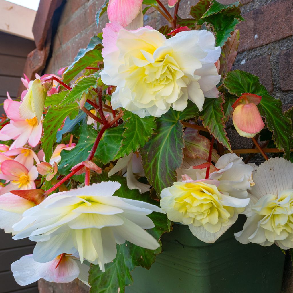 Begonia odorata Angelique