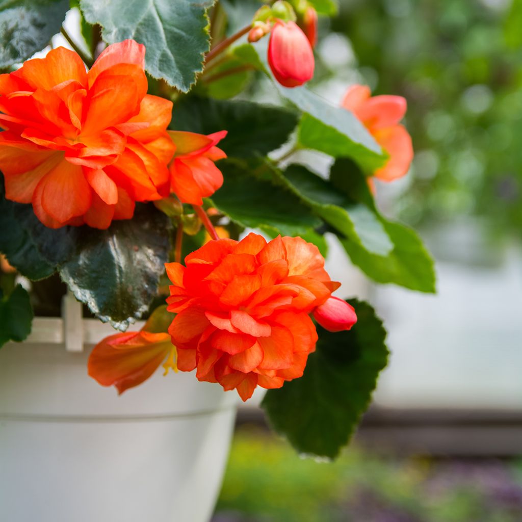 Begonia Pendula Cascade Orange