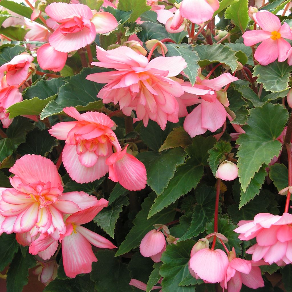 Begonia Chanson Pink and White Bicolor