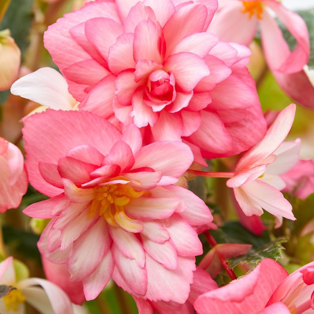 Begonia Chanson Pink and White Bicolor