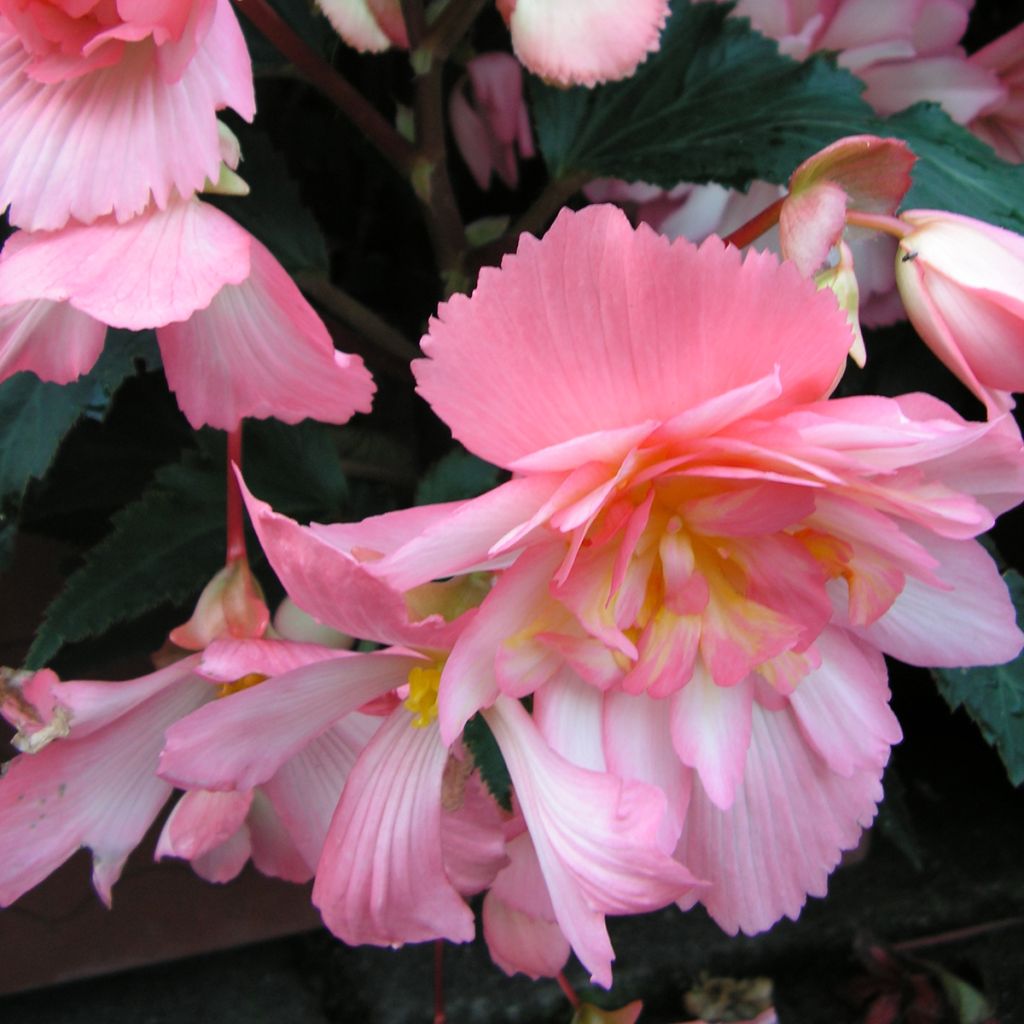 Begonia Chanson Pink and White Bicolor