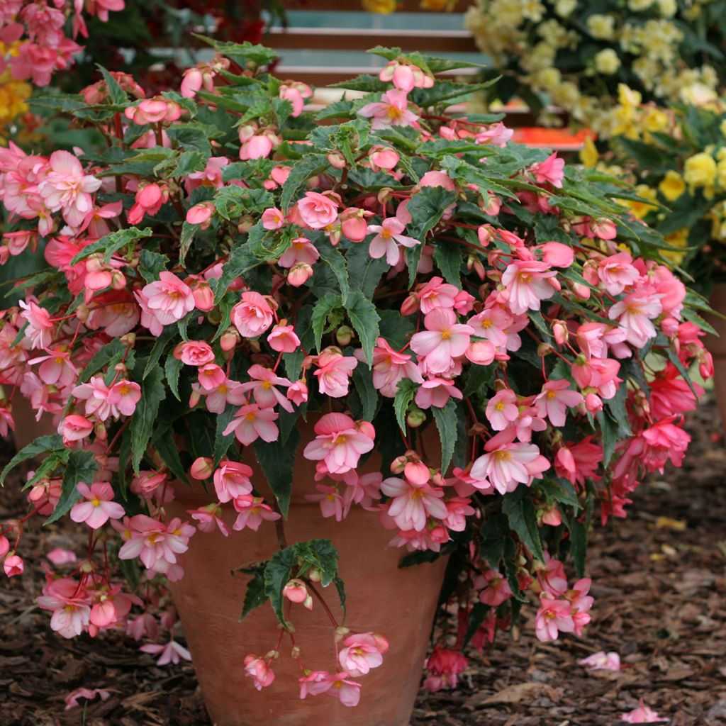 Begonia Chanson Pink and White Bicolor