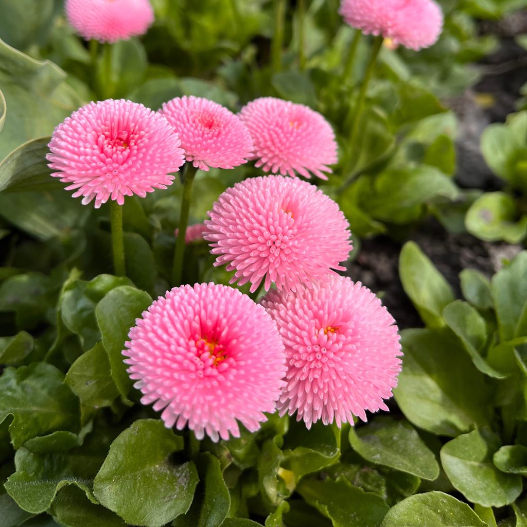 Bellis perennis Bellastar Compact Rose - Margarita de los prados