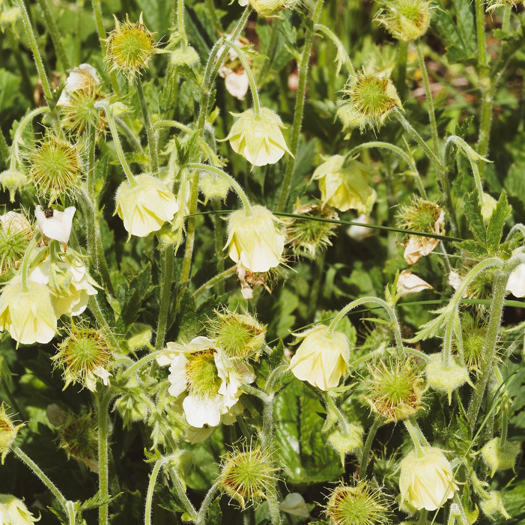 Geum rivale Album - Hierba de San Benito