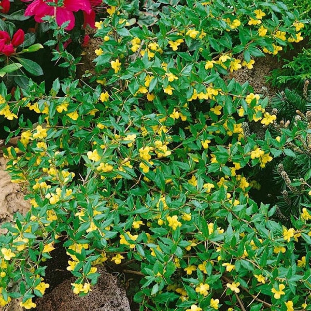 Épine-vinette Gagnepain Chenaultii - Berberis hybrido-gagnepainii