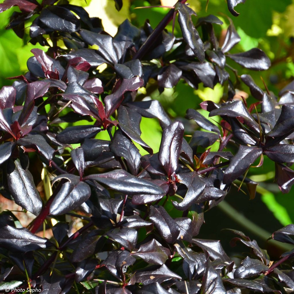 Agracejo japonés - Berberis thunbergii Thunderbolt