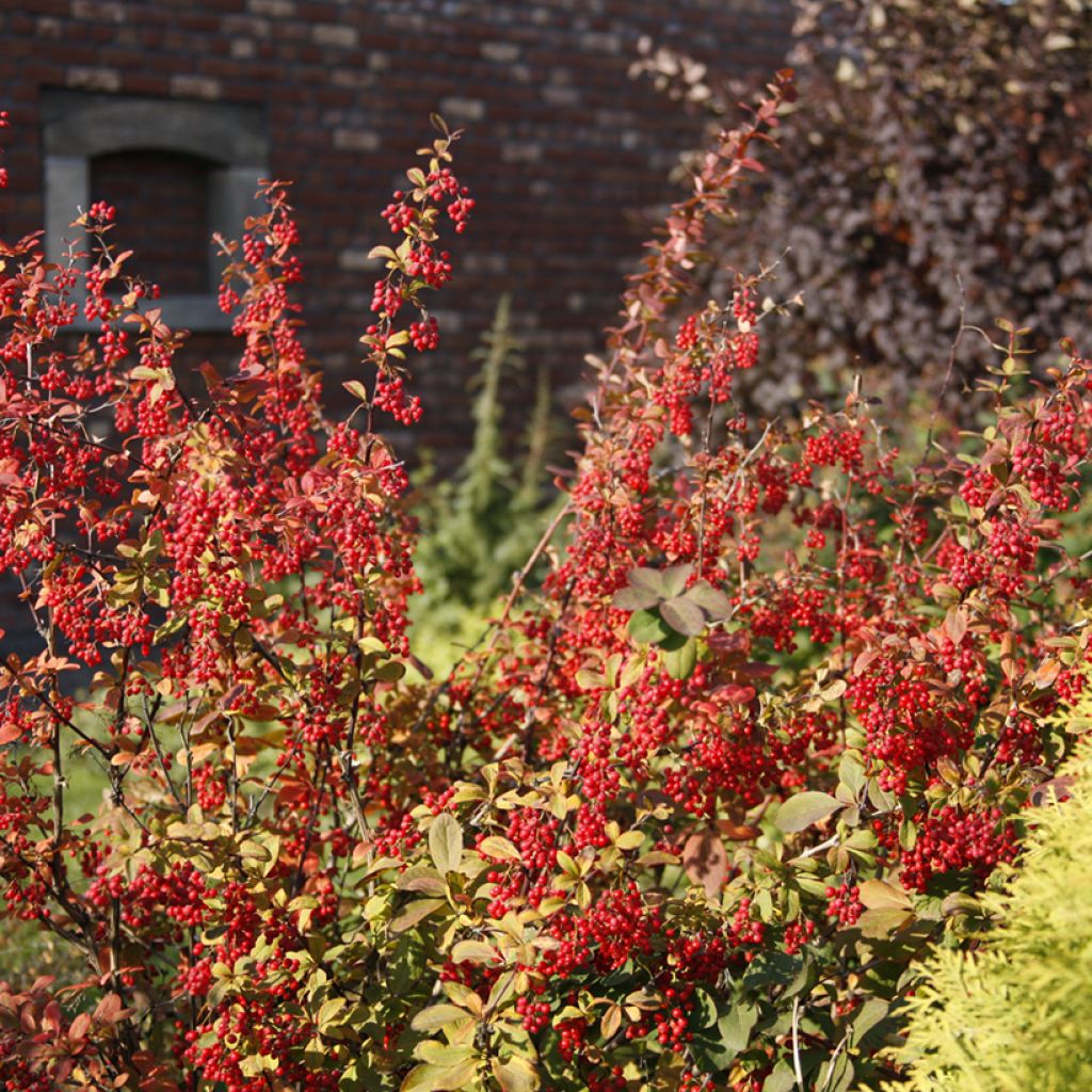 Agracejo - Berberis koreana