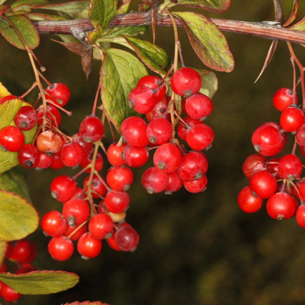 Agracejo - Berberis koreana