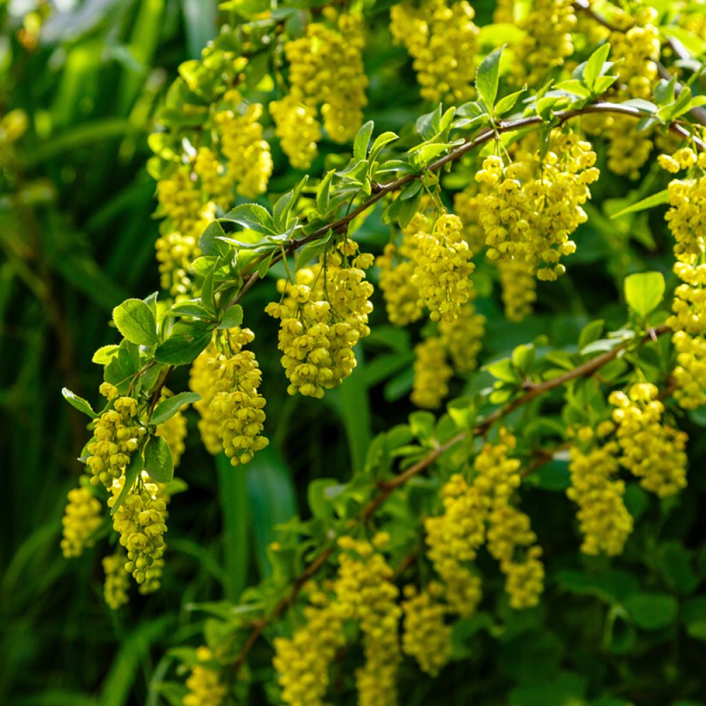 Agracejo - Berberis koreana