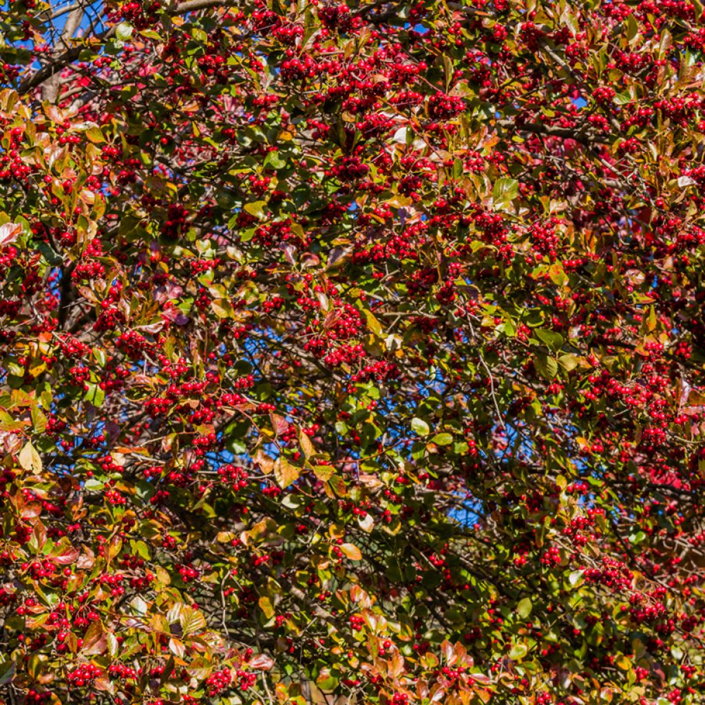 Agracejo - Berberis koreana