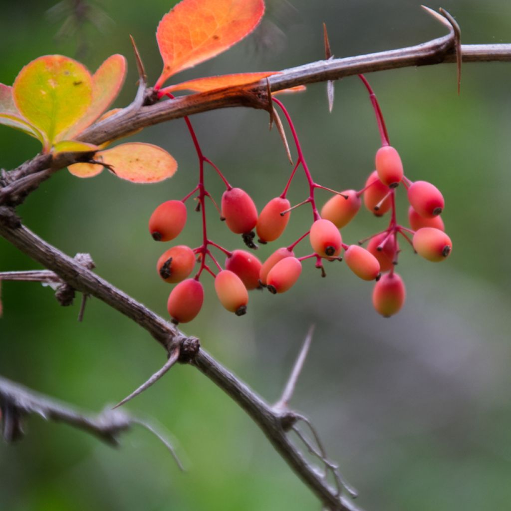 Agracejo - Berberis koreana