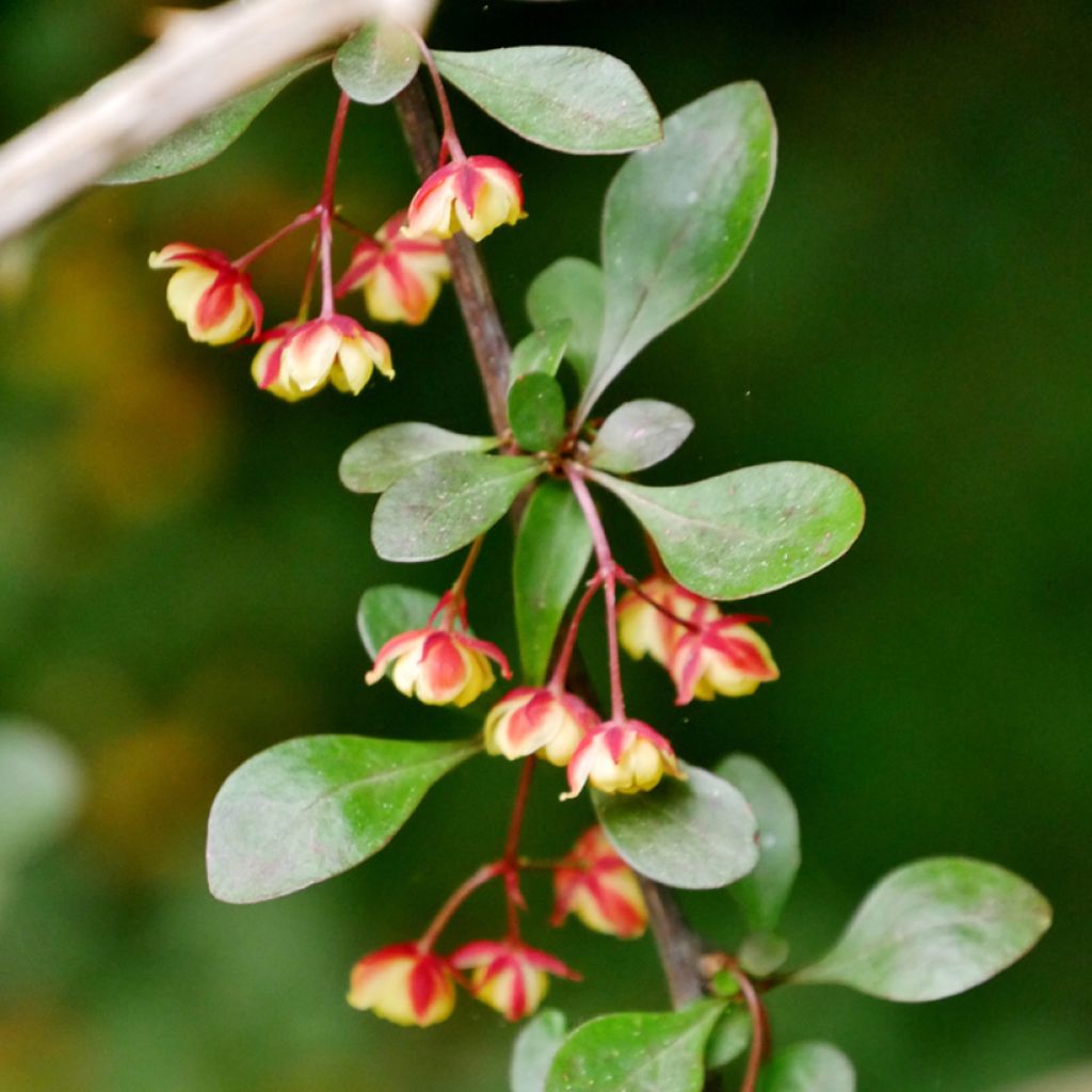 Agracejo - Berberis koreana