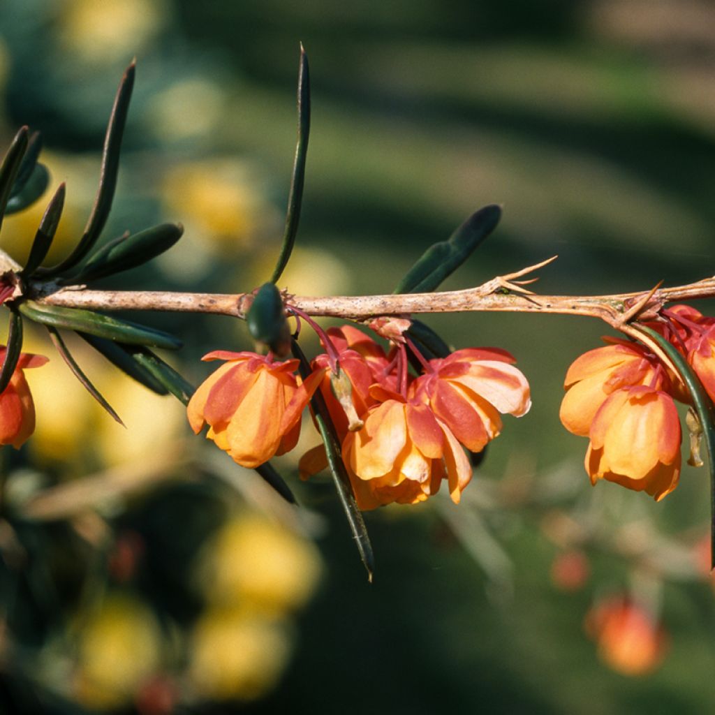 Agracejo - Berberis linearifolia Orange King - Agracejo