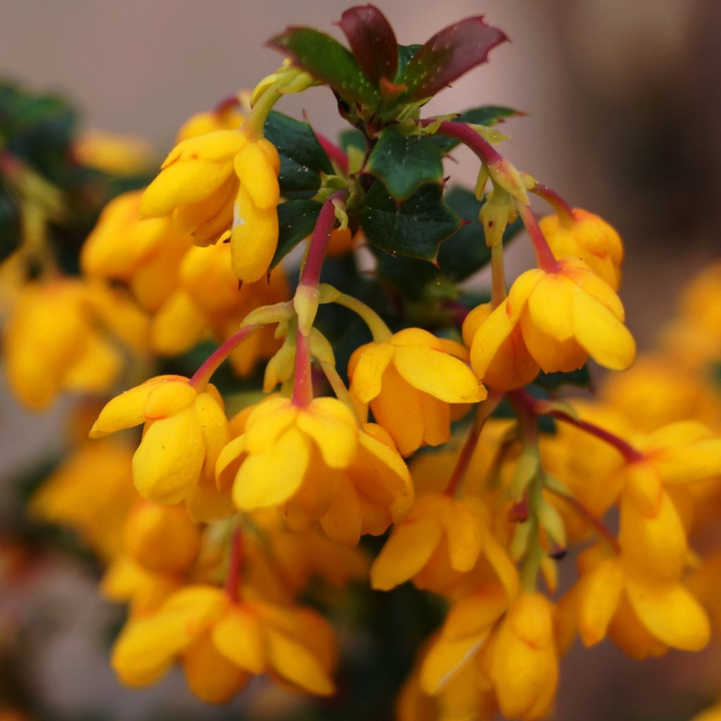 Agracejo- Berberis stenophylla Corallina Compacta