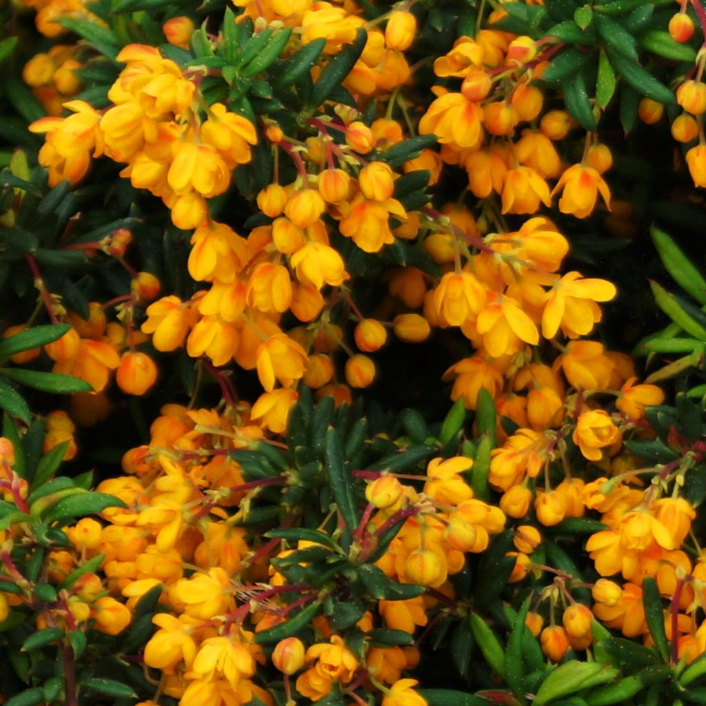 Agracejo- Berberis stenophylla Corallina Compacta