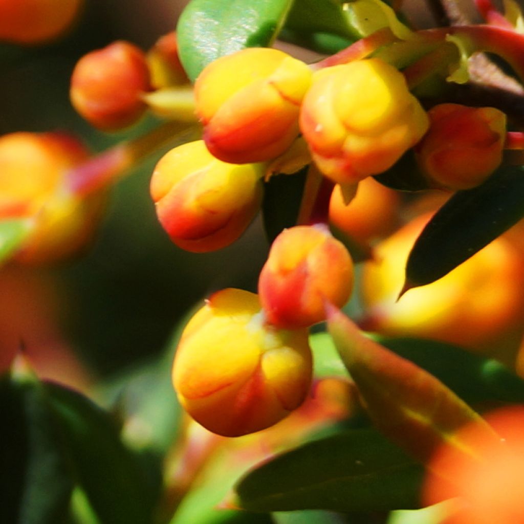 Agracejo- Berberis stenophylla Corallina Compacta