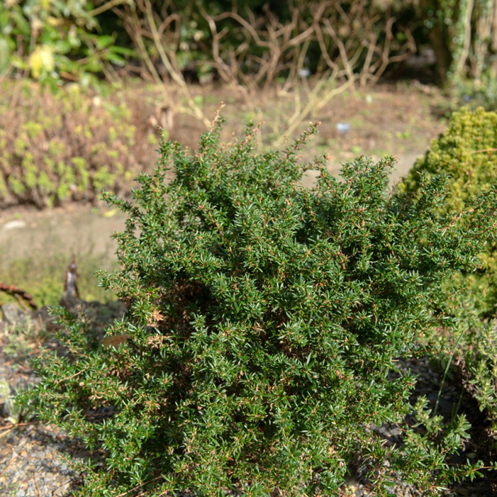 Agracejo- Berberis stenophylla Corallina Compacta
