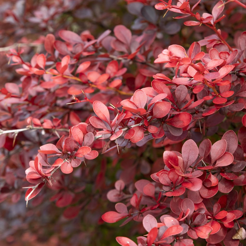 Agracejo rojo - Berberis thunbergii Atropurpurea