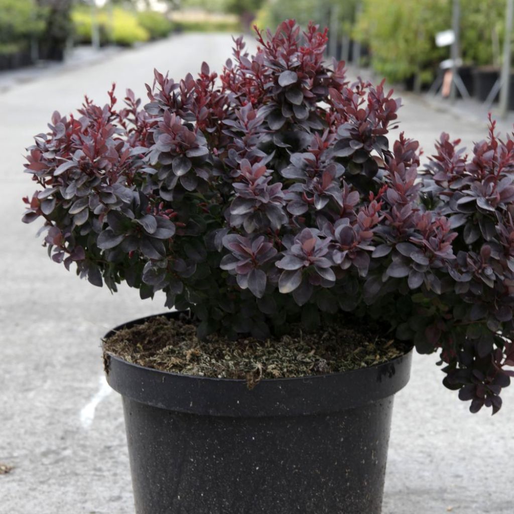 Agracejo japonés - Berberis thunbergii Concorde