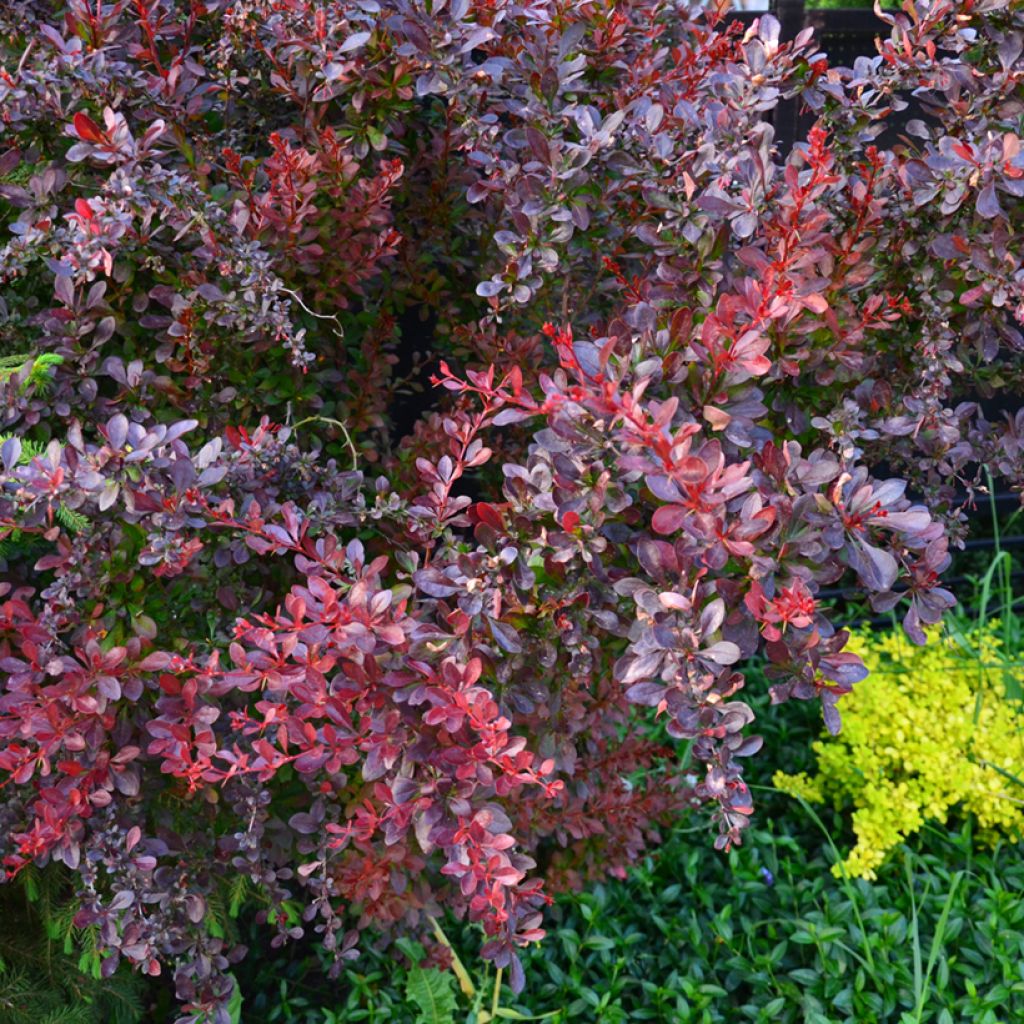 Agracejo japonés - Berberis thunbergii Concorde