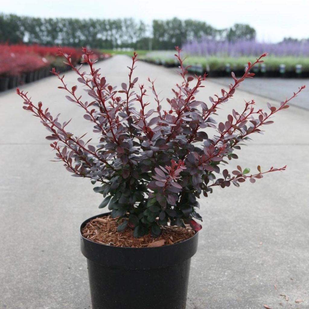Agracejo japonés - Berberis thunbergii Dart's Red Lady