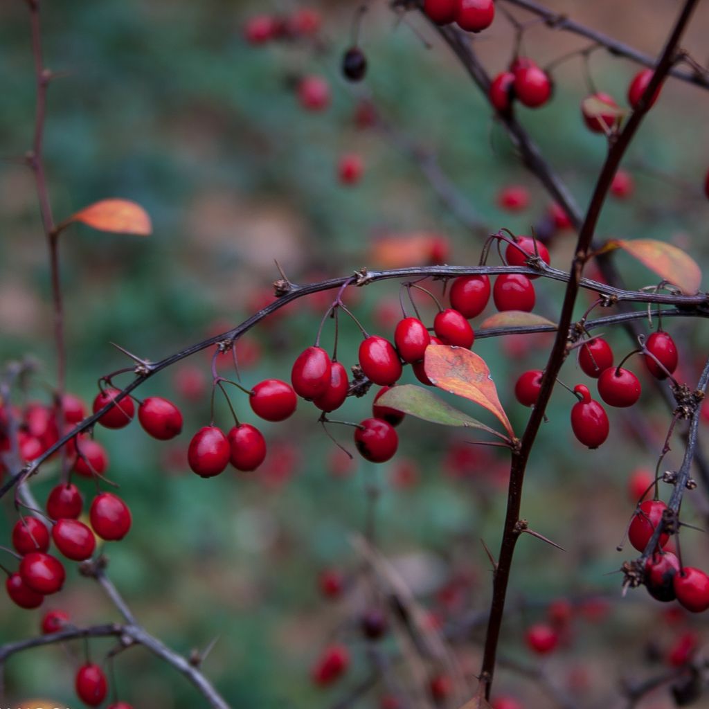 Agracejo japonés - Berberis thunbergii Fireball