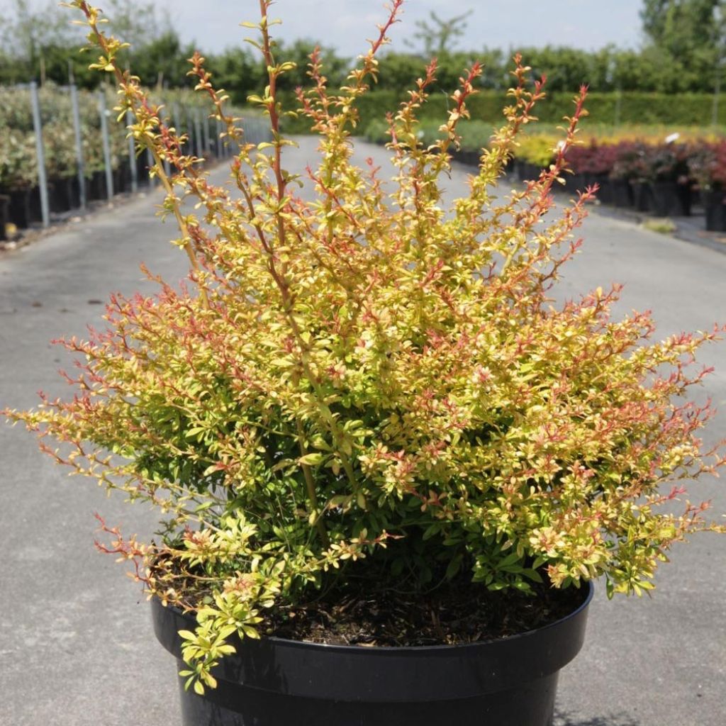 Agracejo japonés - Berberis thunbergii Golden Dream