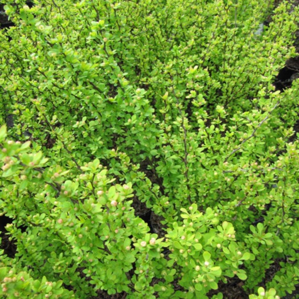 Agracejo japonés - Berberis thunbergii Golden Rocket