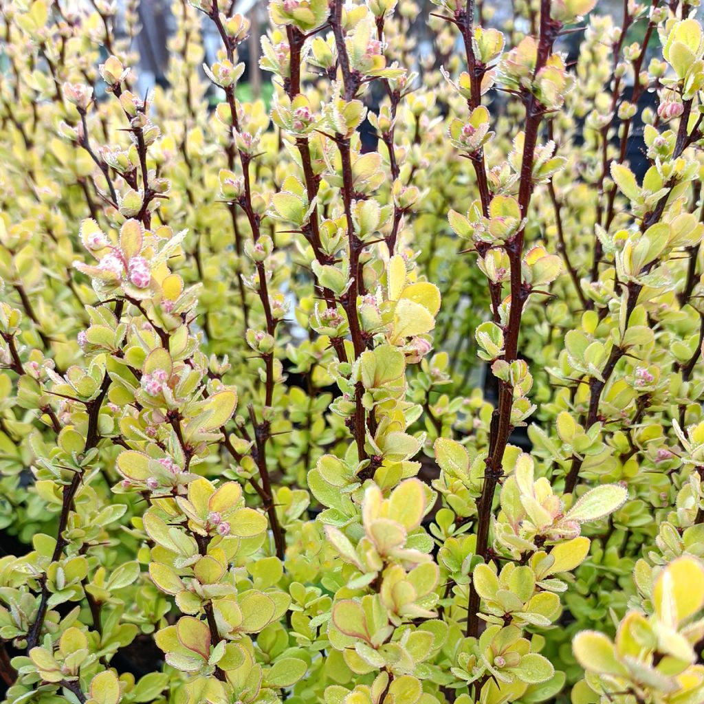 Agracejo japonés - Berberis thunbergii Golden Rocket