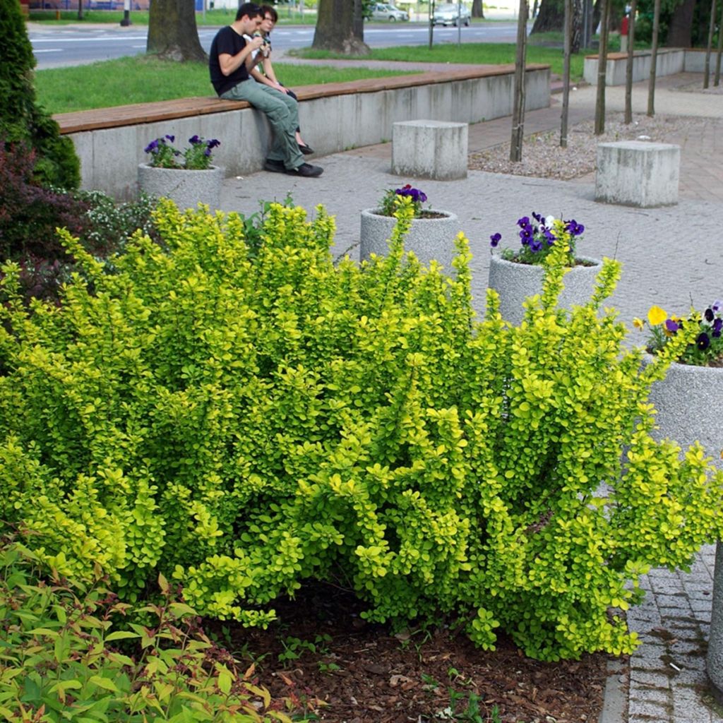 Agracejo japonés - Berberis thunbergii Maria