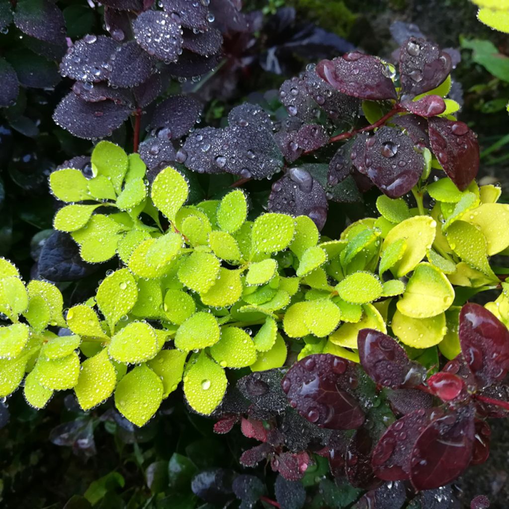 Agracejo japonés - Berberis thunbergii Maria