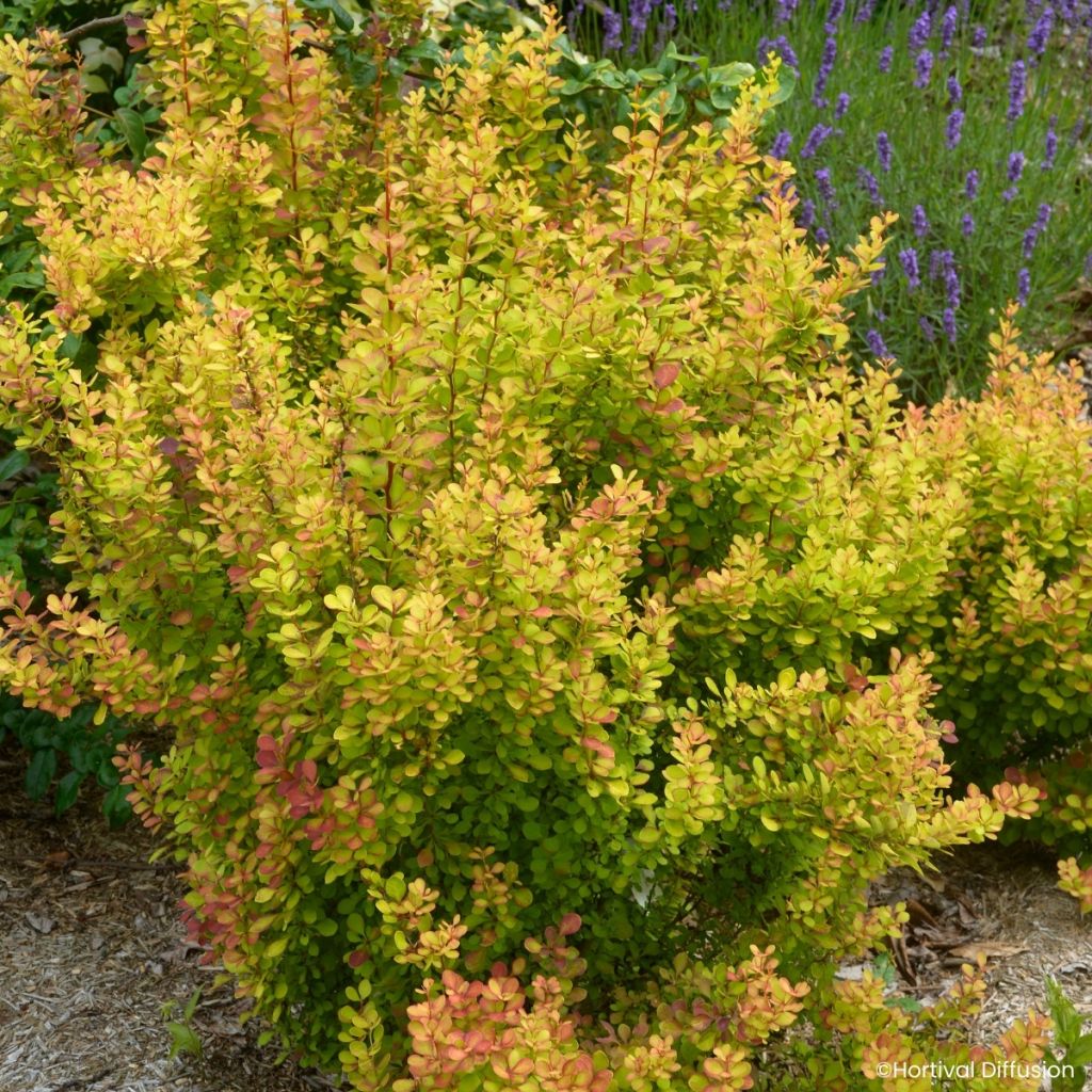 Berberis thunbergii Orange Torch - Agracejo japonés