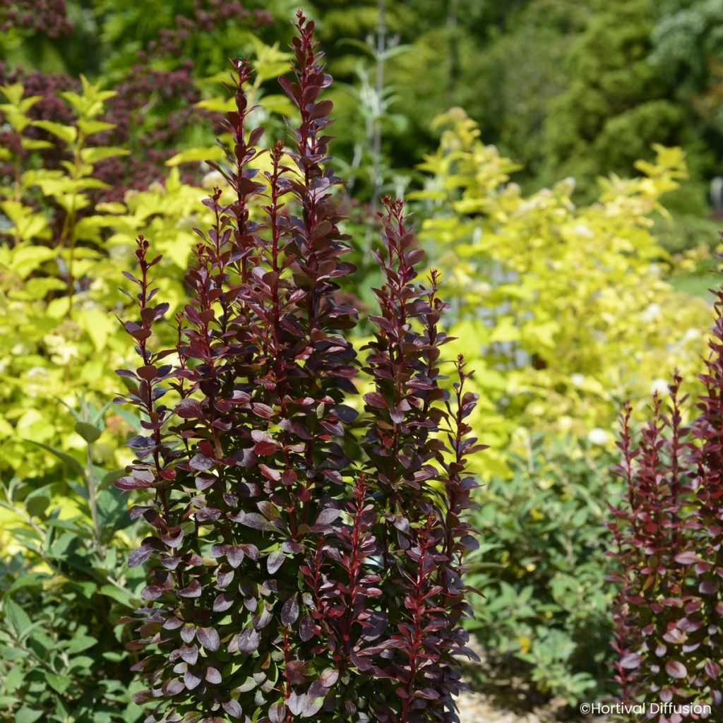 Berberis thunbergii Red Torch - Epine-vinette